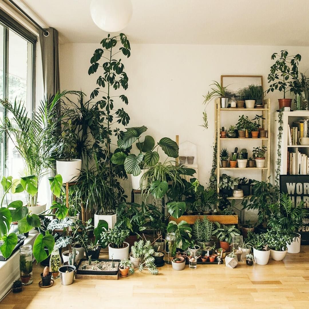 Где Лучше Купить Комнатные Растения