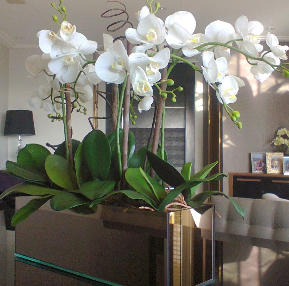 Орхидеи В Интерьере Фото