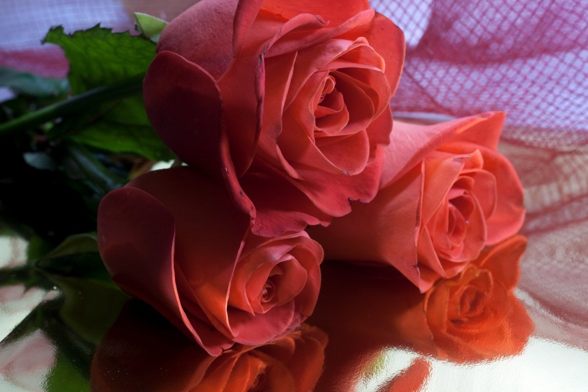 Букет Роз Для Любимой Девушки Фото