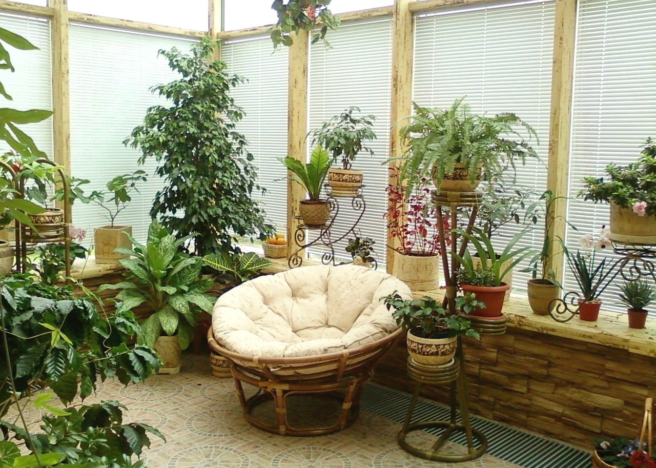 Озеленение Квартиры Комнатными Растениями Фото
