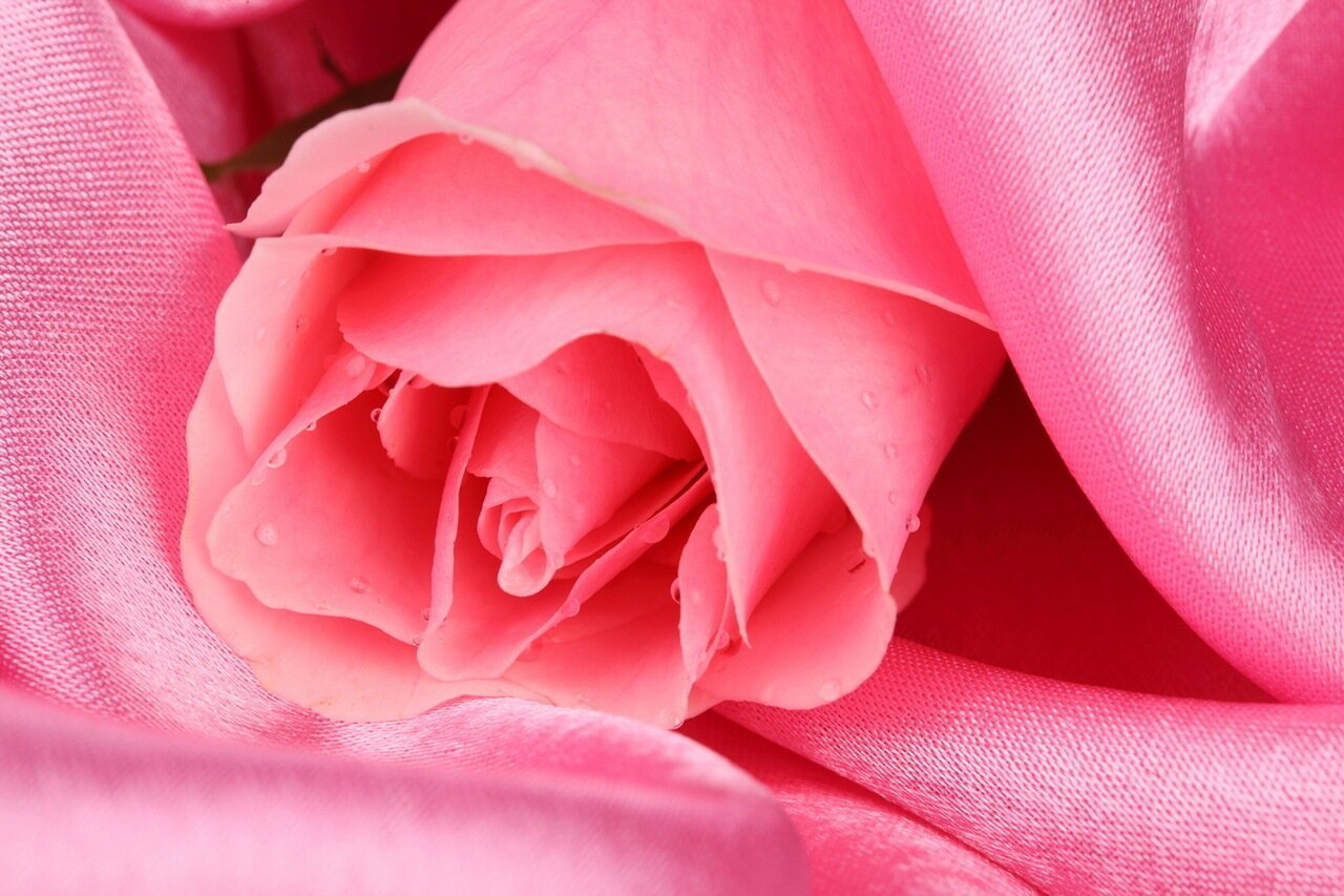 Красивая розовая киска девушки крупным планом