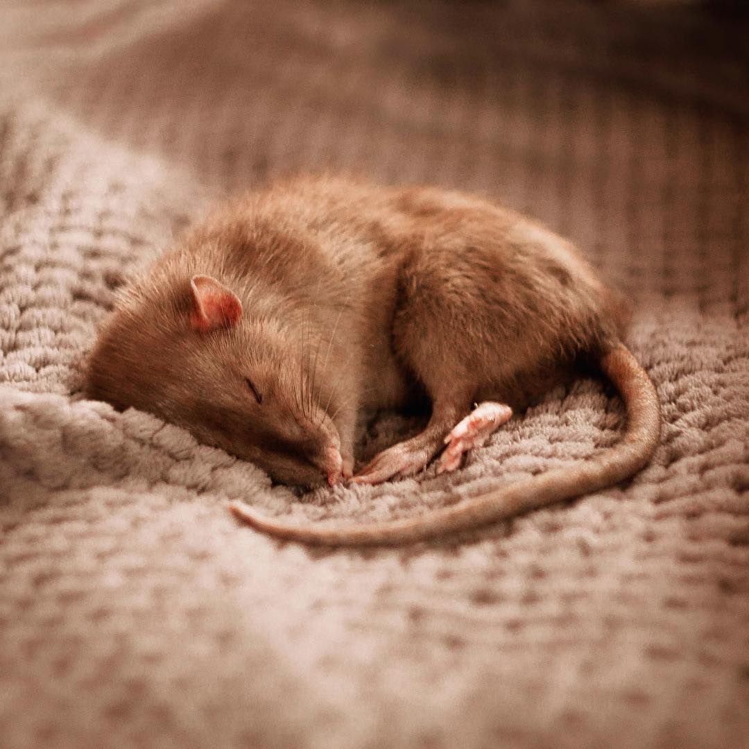 Красивое тело скромной мышки