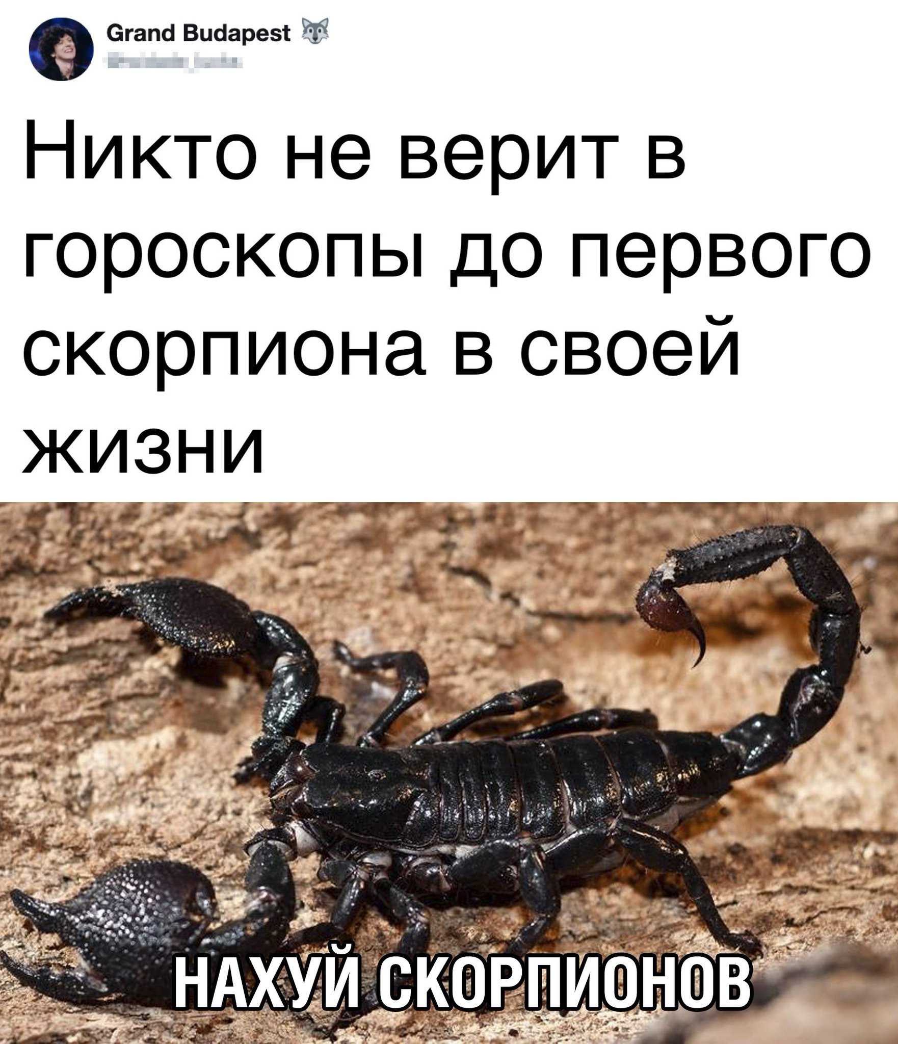 Гороскоп Скорпионы Мужской