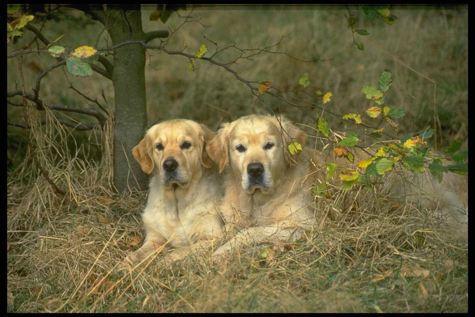 Крупный охотничий пес золотистого. Собаки. Фото собак. Две собаки. Красивые пейзажи с собаками.