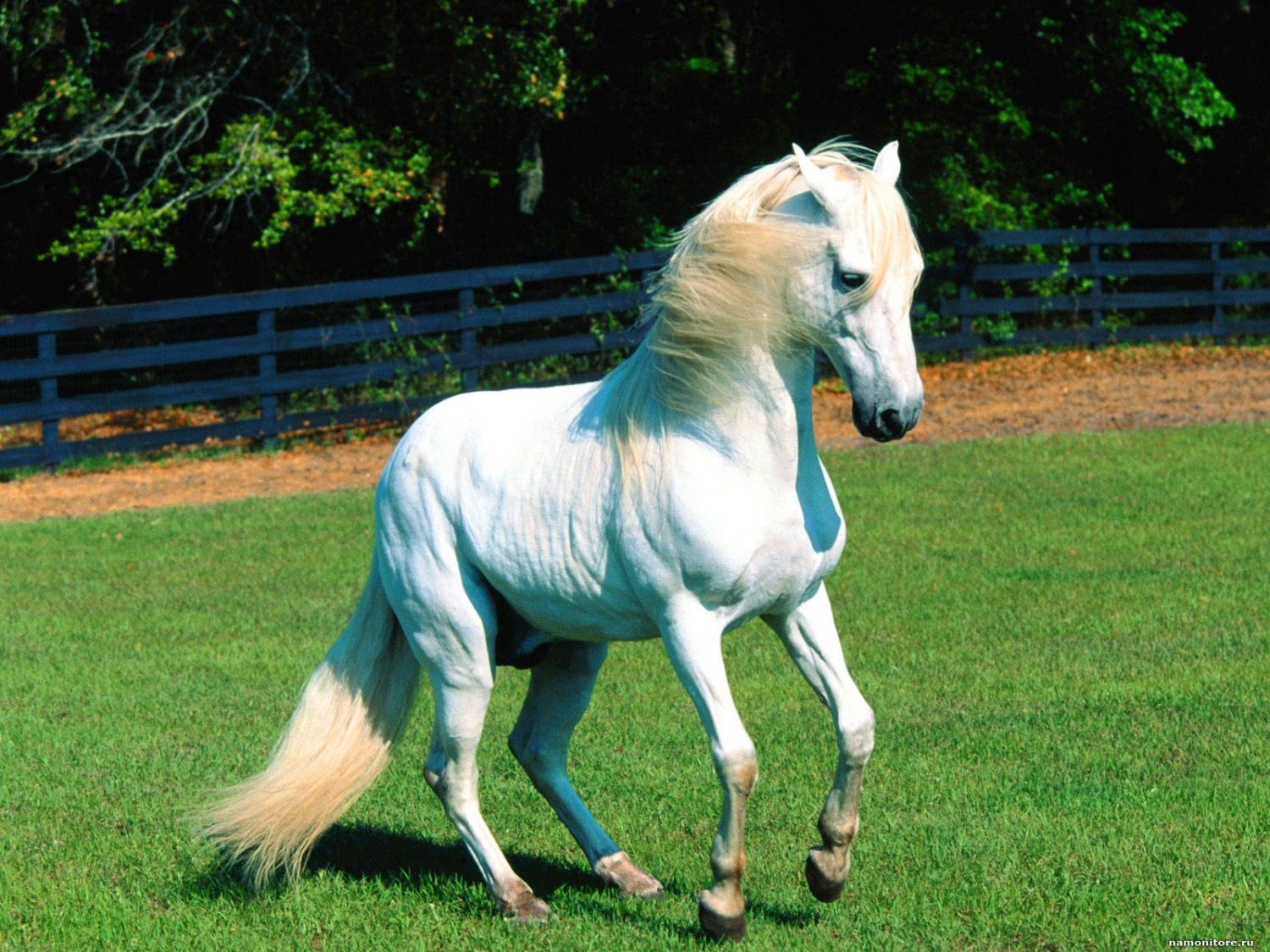 Лошади породы Пасо фино. Дольская порода лошадей. Лошадь породы Линус. Андалузская голубая.