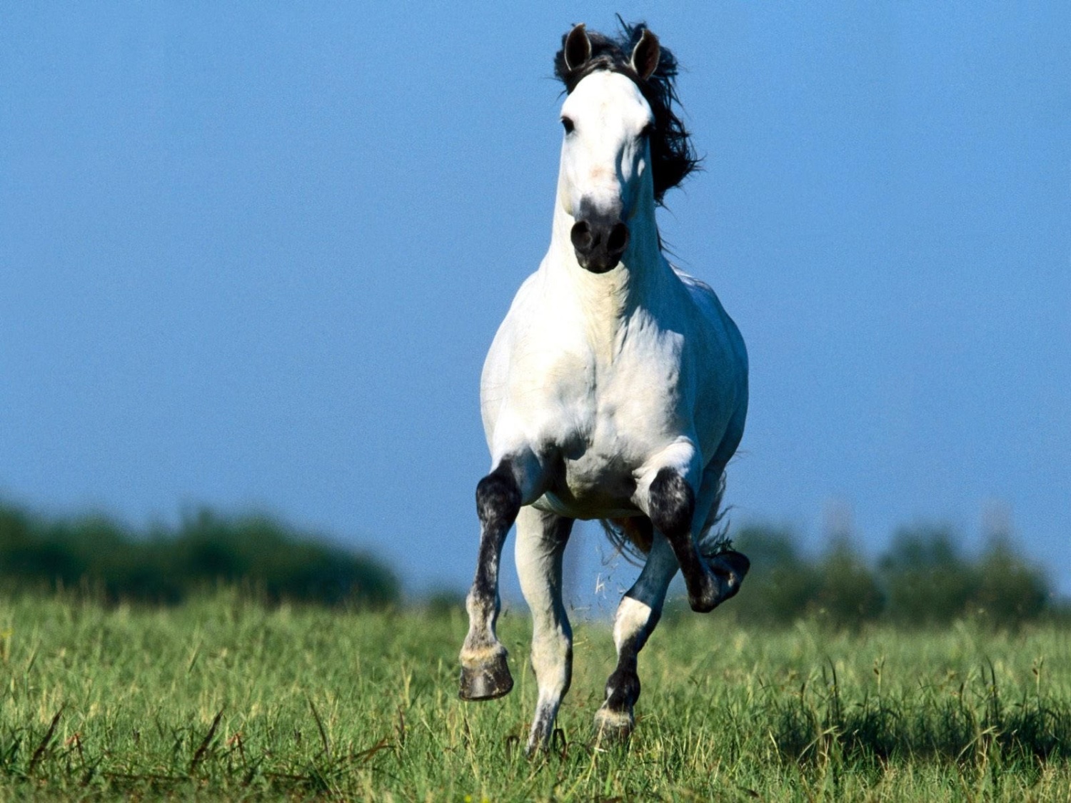 Лошадь. Лошадь бежит. Белая лошадь. Картинки лошадей красивые.