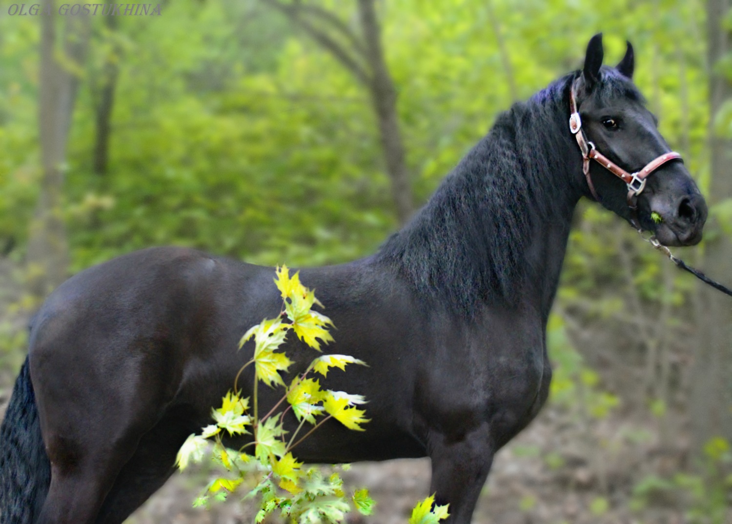 Лошадки п. Андалузская лошадь Вороная. Будённовская лошадь Вороная. Вороной конь 150 см. Лошадь смотрит назад.