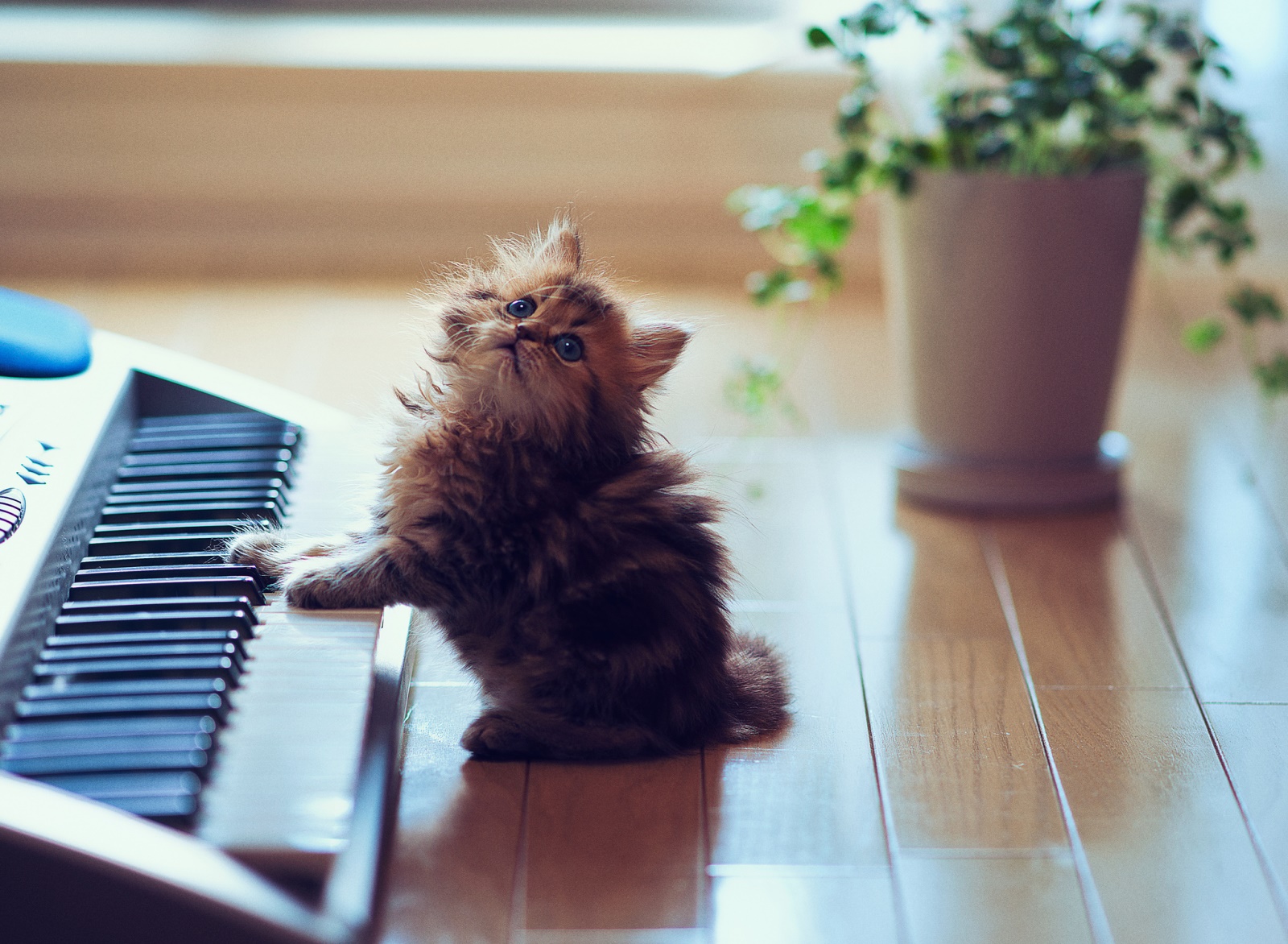 Милый любимая музыка. Самые милые котята. Самые красивые котята. Милый кот. Пианино «котёнок».