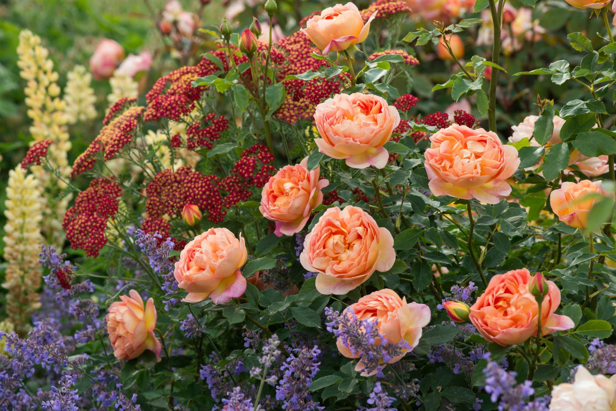 английские розы в ландшафтном дизайне фото