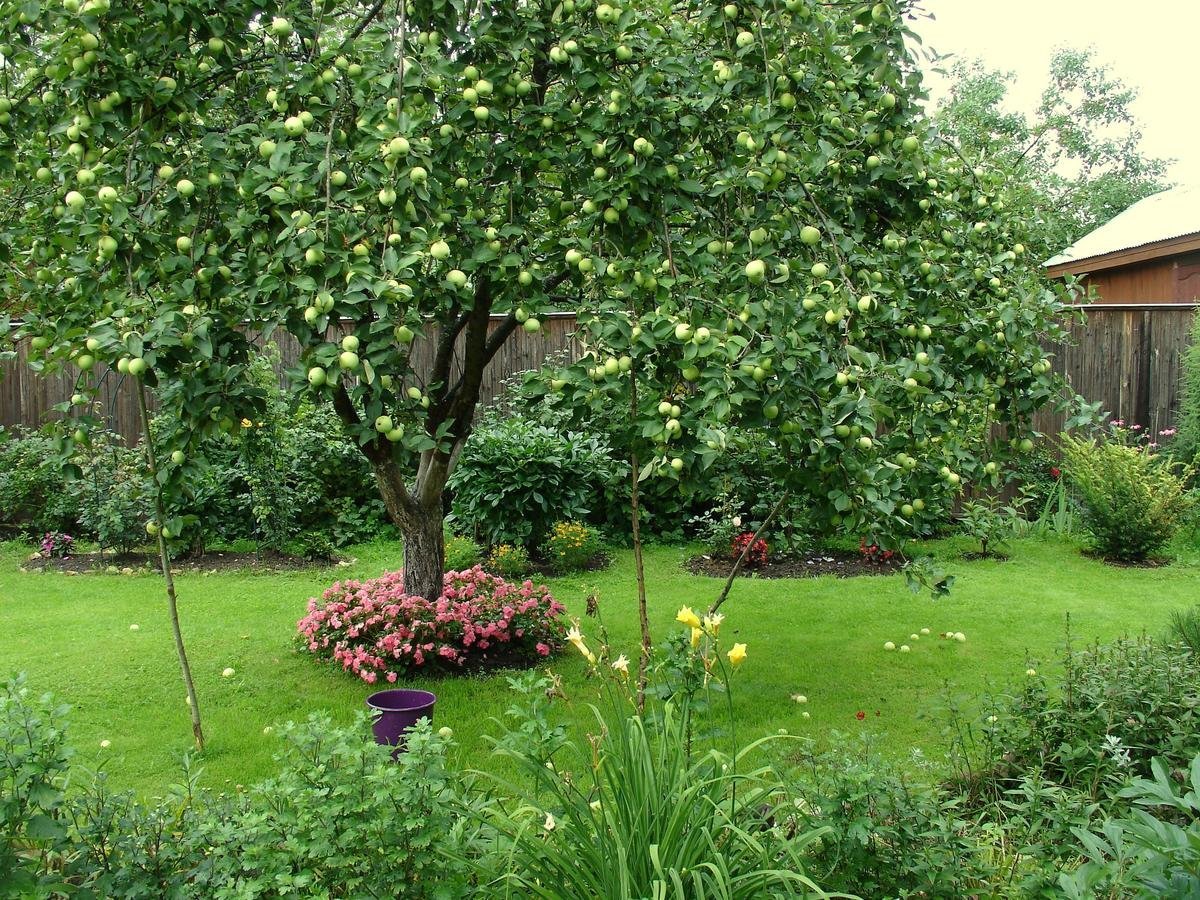 Плодовый сад дома. Яблоня ниваки. Яблоня Солитер. Ландшафт яблони Сморода.