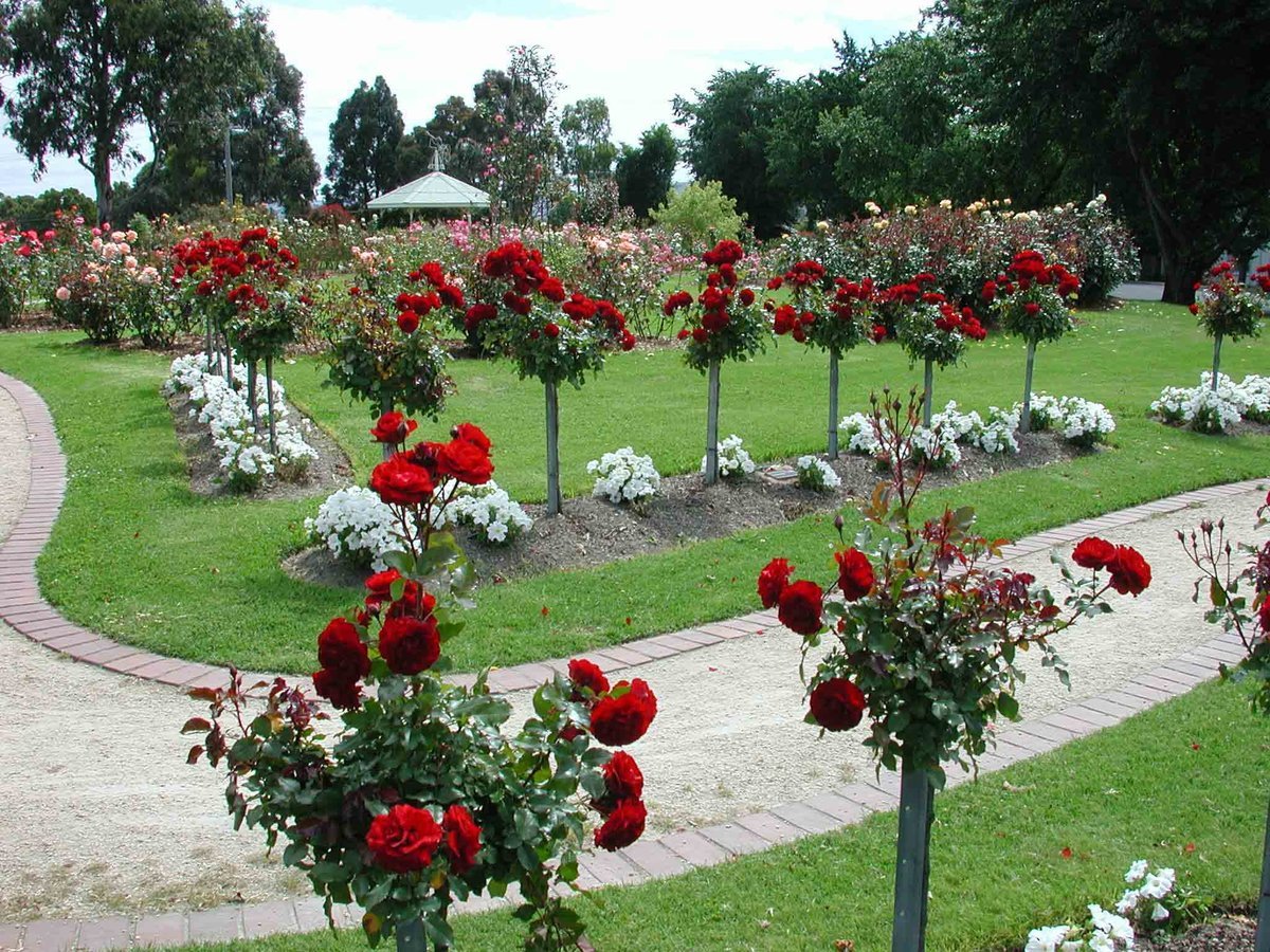 Розы на участке фото где посадить