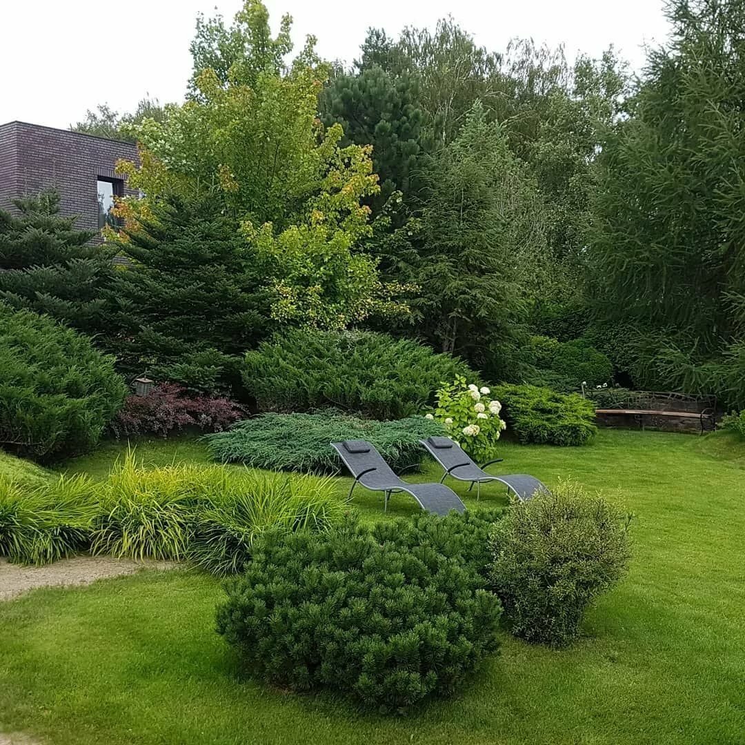 Хвойный сад фото. Миксбордер Сапелин. Миксбордер с лиственницей Пендула. Малоуходный сад на 6 сотках. Хвойный миксбордер.