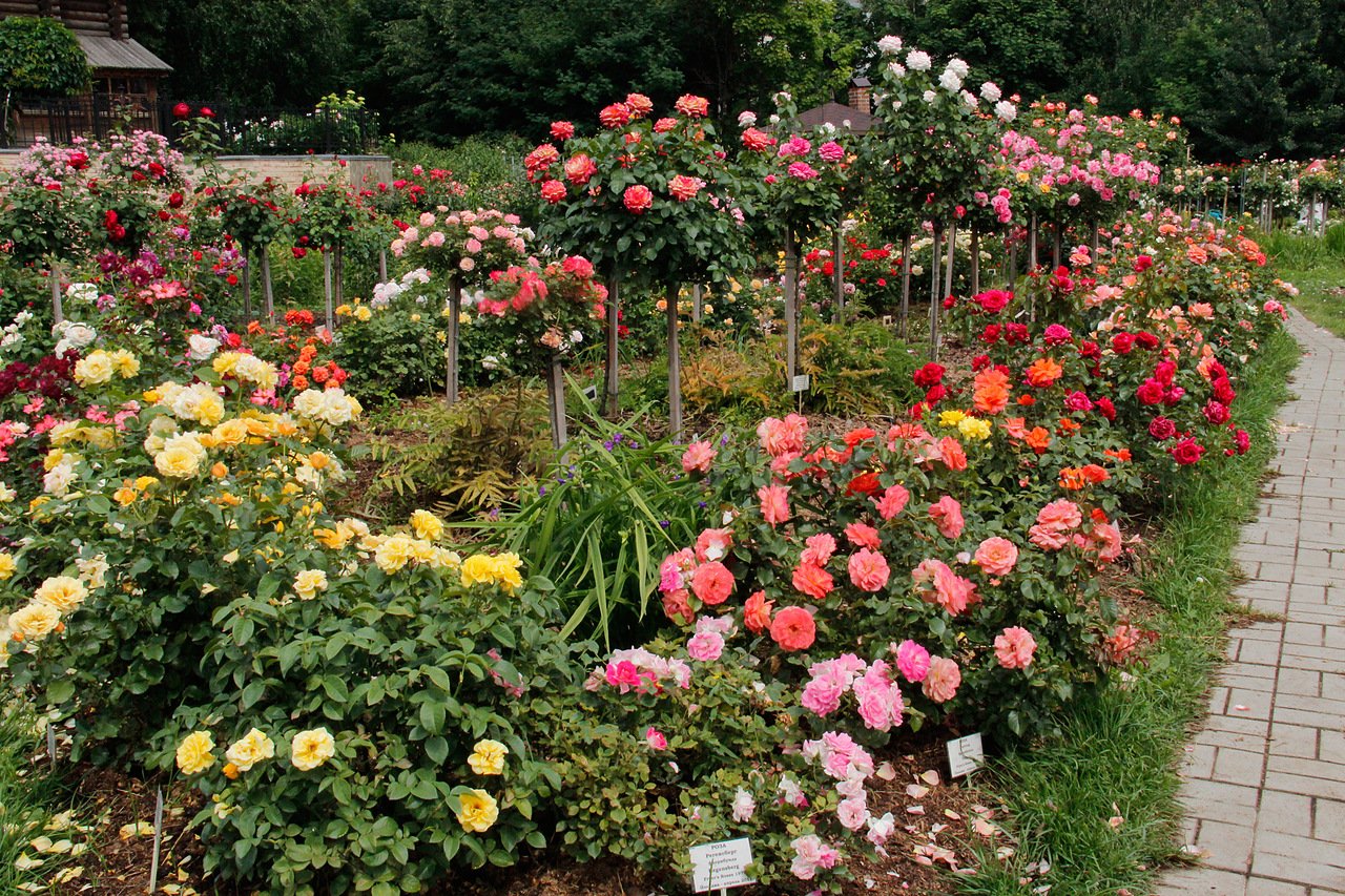 В сад роз 38. Бордюрные розы (флорибунда).