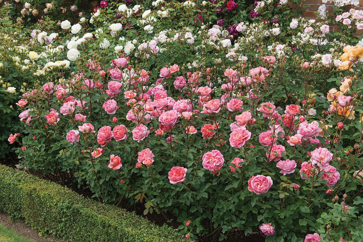 Розы Остина в ландшафтном дизайне (41 фото) .