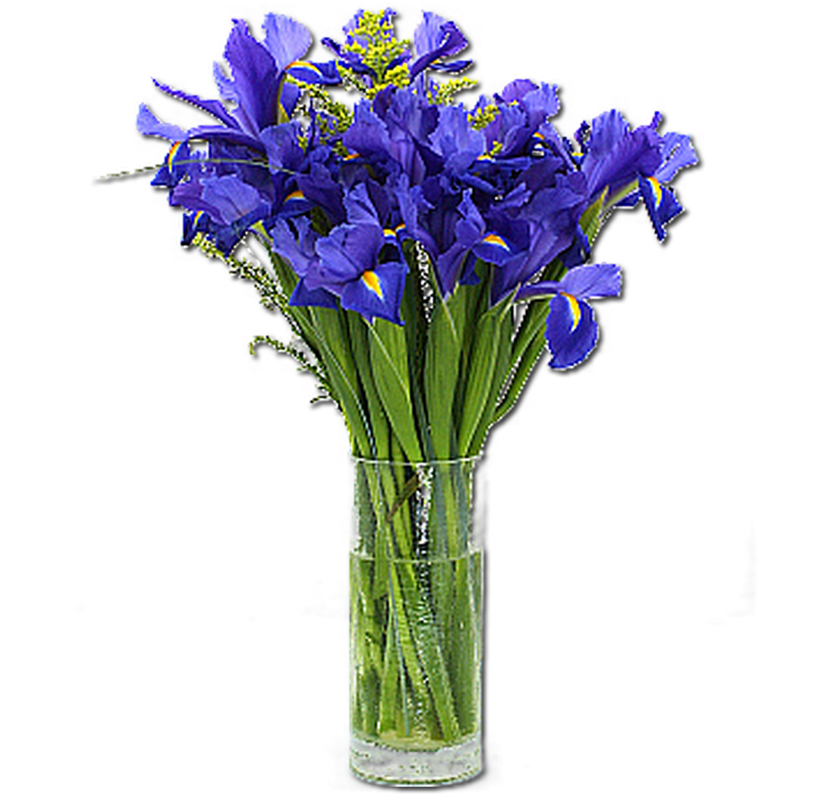 Ирисы цветы синие