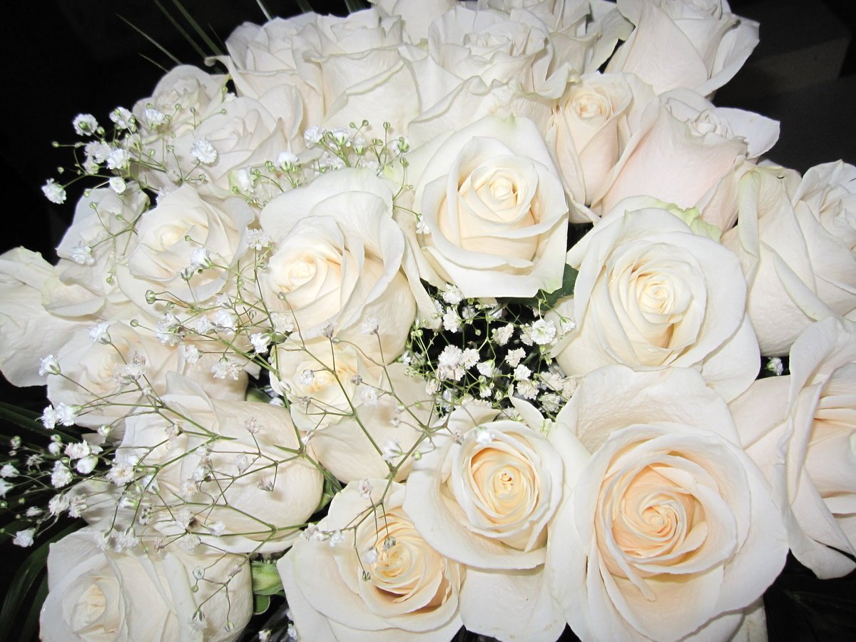 Белые розы оттенки
