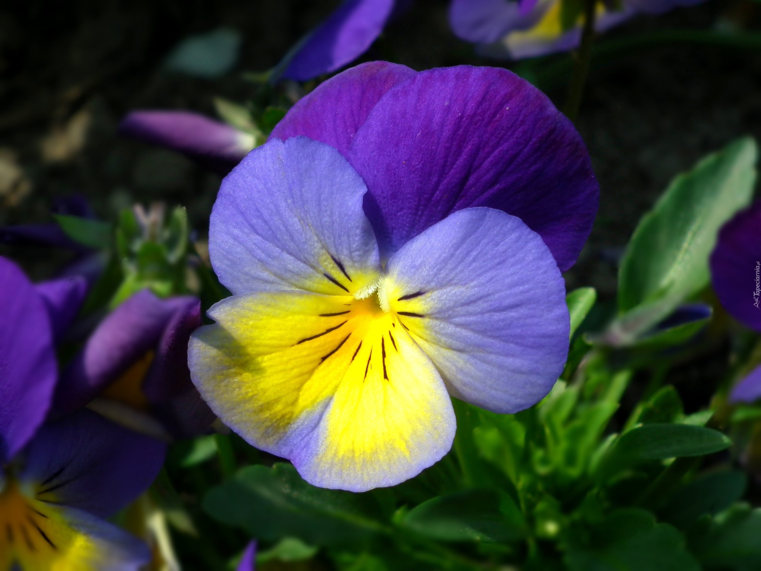 Цветок виола фото и описание