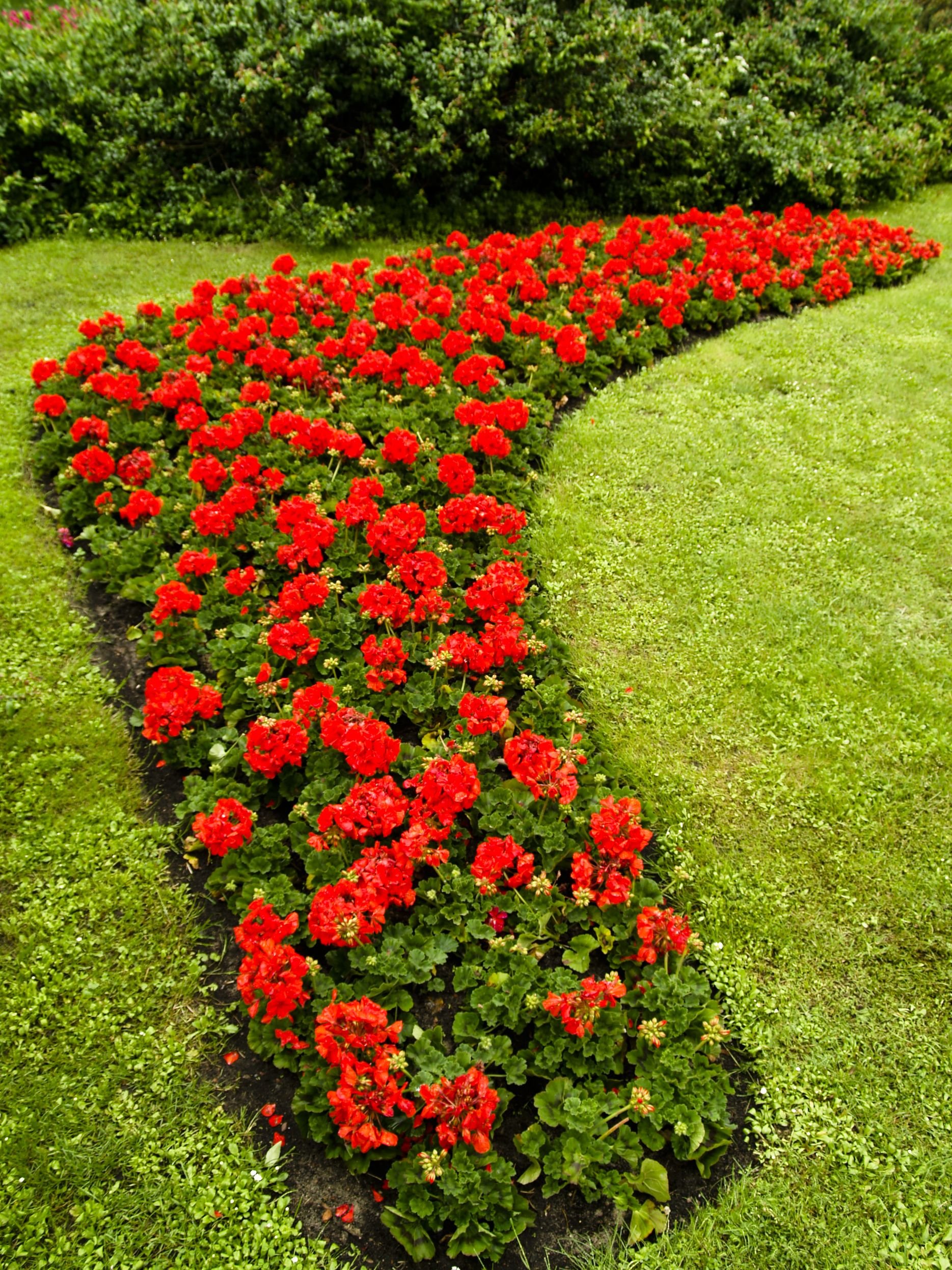 Бордюрные розы в ландшафтном дизайне (40 фото)