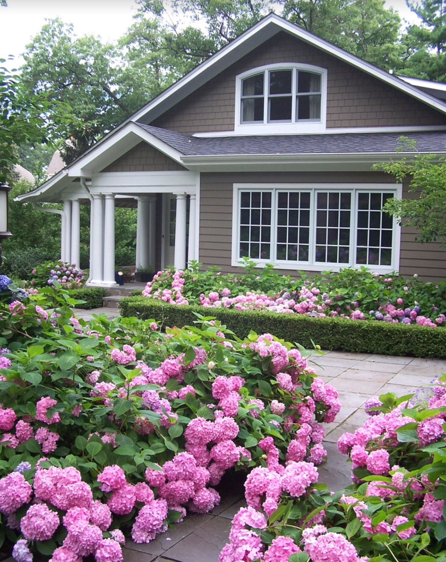 Фото цветов перед домом. Гортензии розовые в ландшафте.