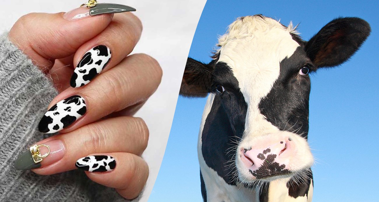 Дизайн коровка. Ногти коровка. Ногти с принтом коровки. Маникюр с пятнами коровы. Маникюр дизайн корова.