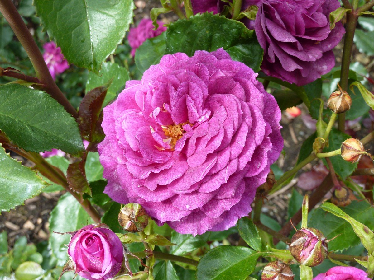 Rosi blossom
