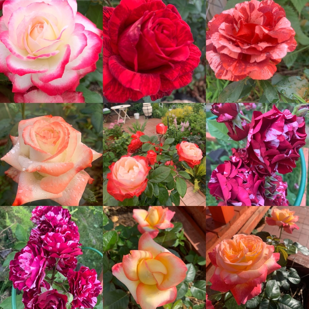 Каталоги роз на осень 2024 года. Двухцветные розы чайно гибридные. Розы флорибунда сорта.