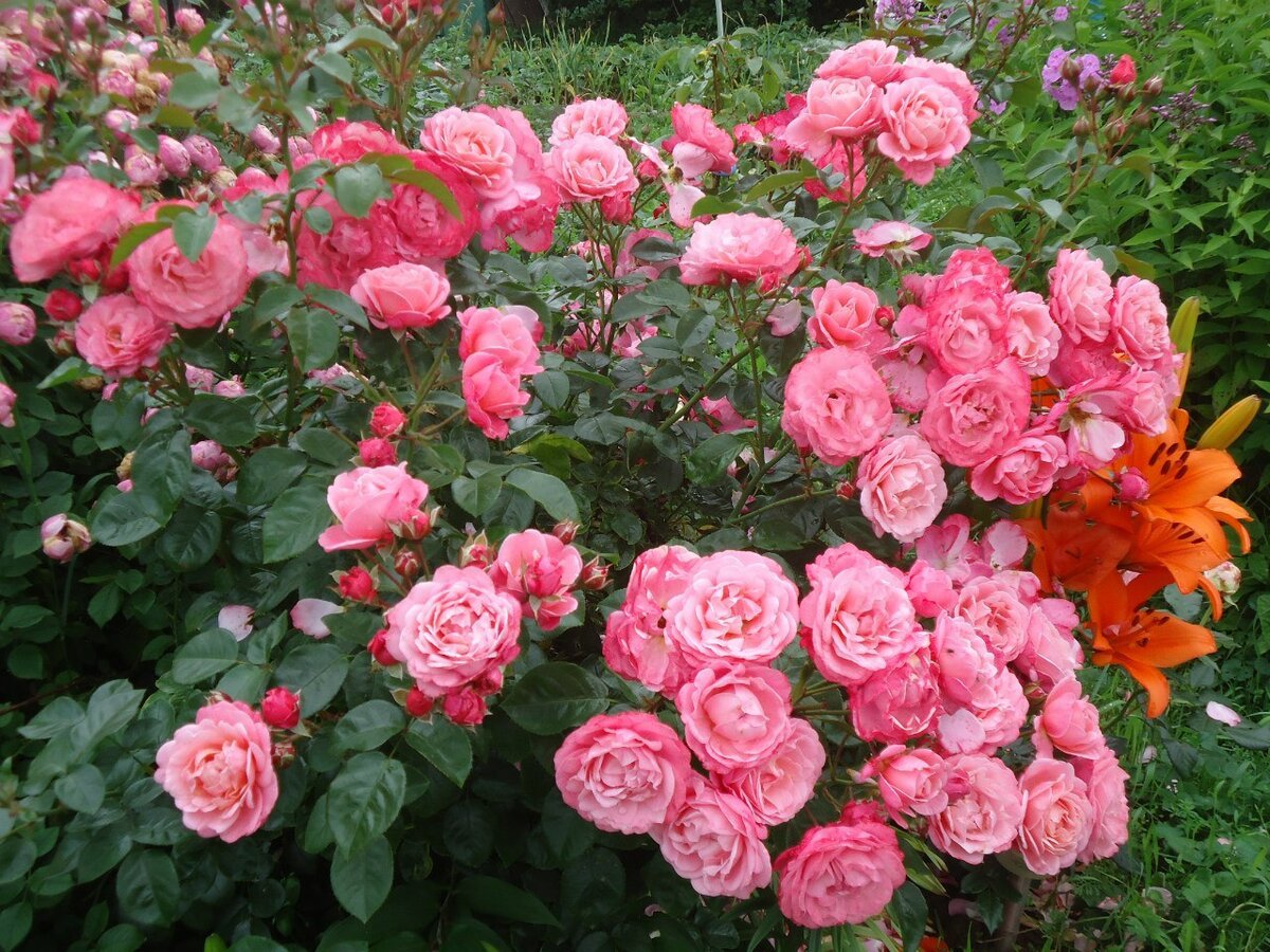 Роза флорибунда бельведер фото и описание