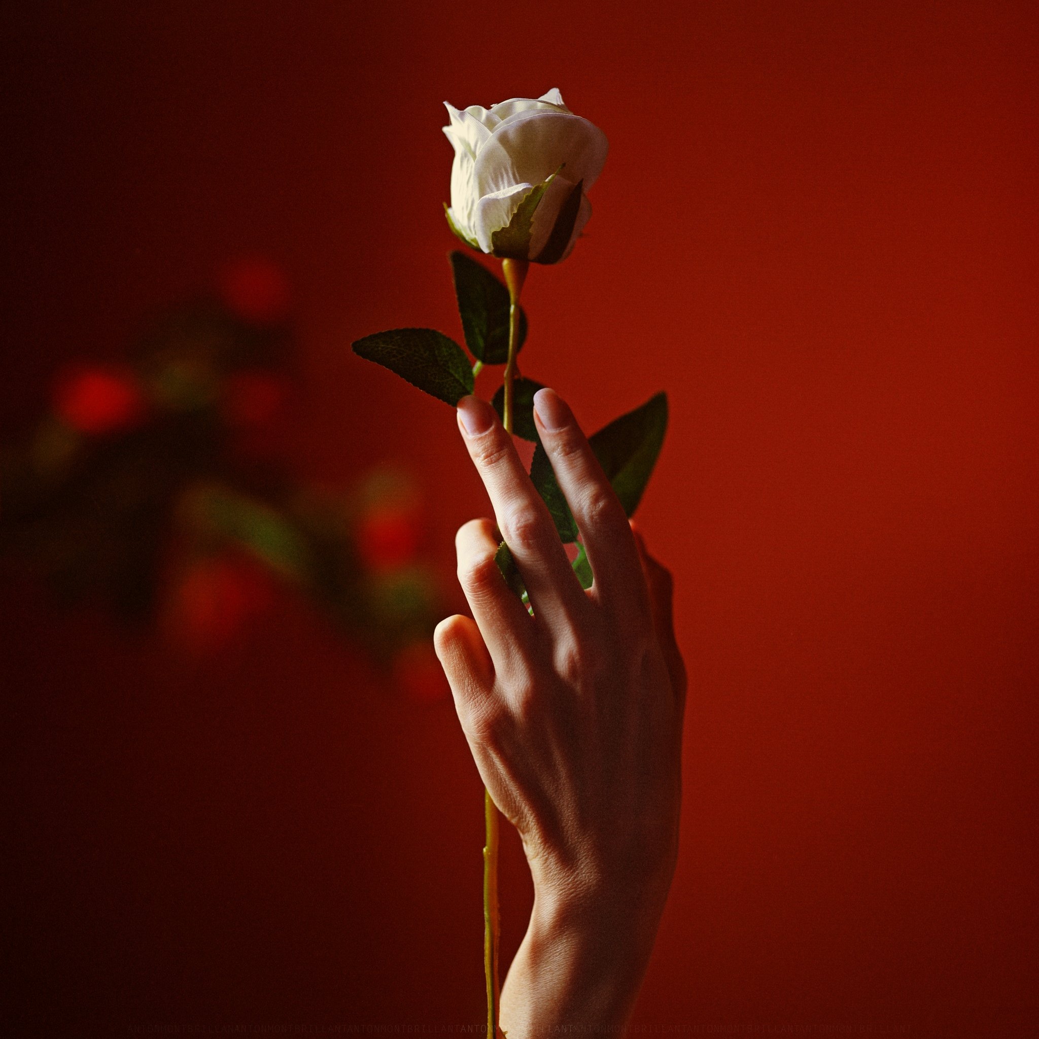 Белые розы в руках. Цветок на руку.. Женская рука с цветком.