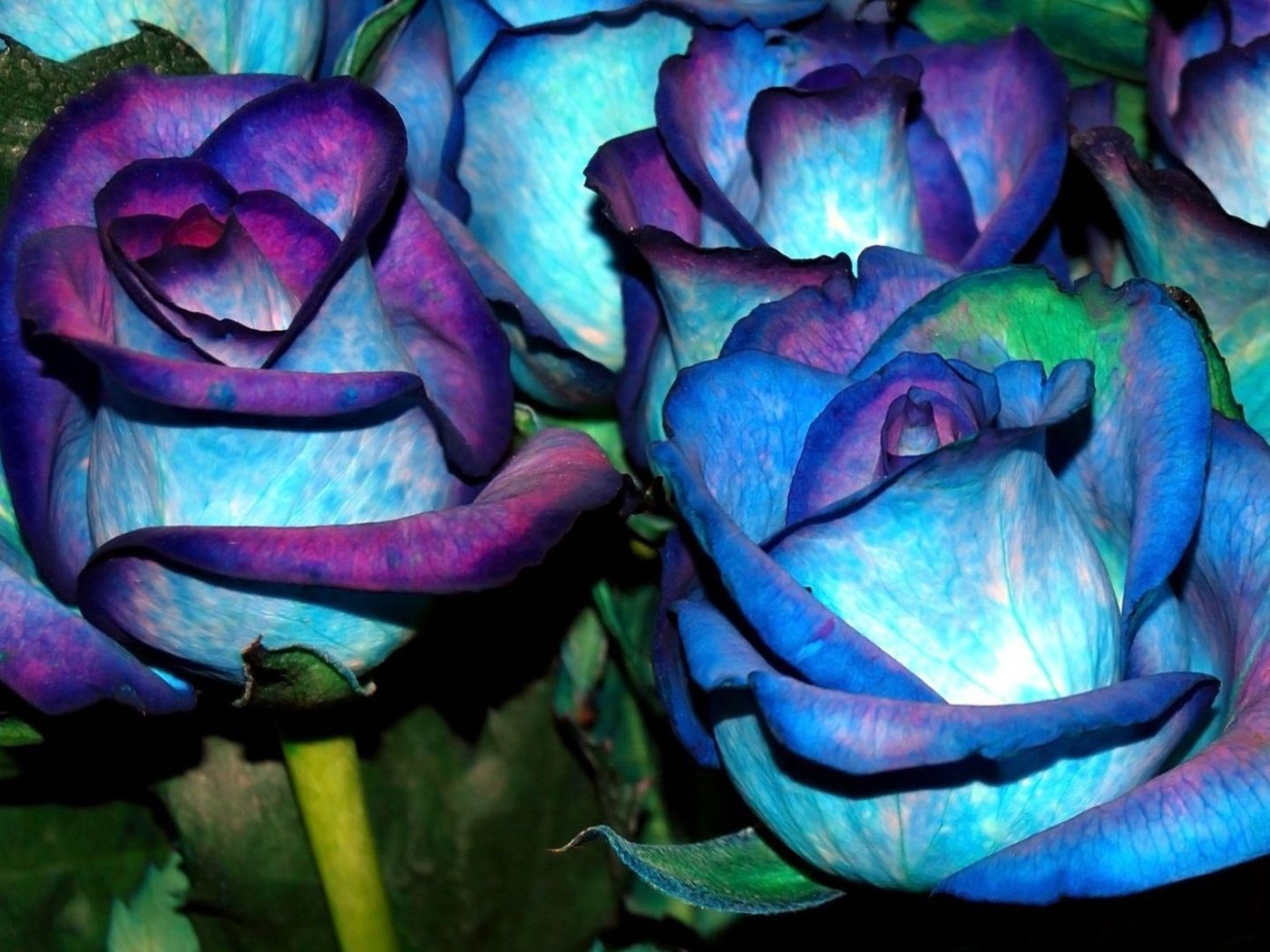 Венецианская роза голубая