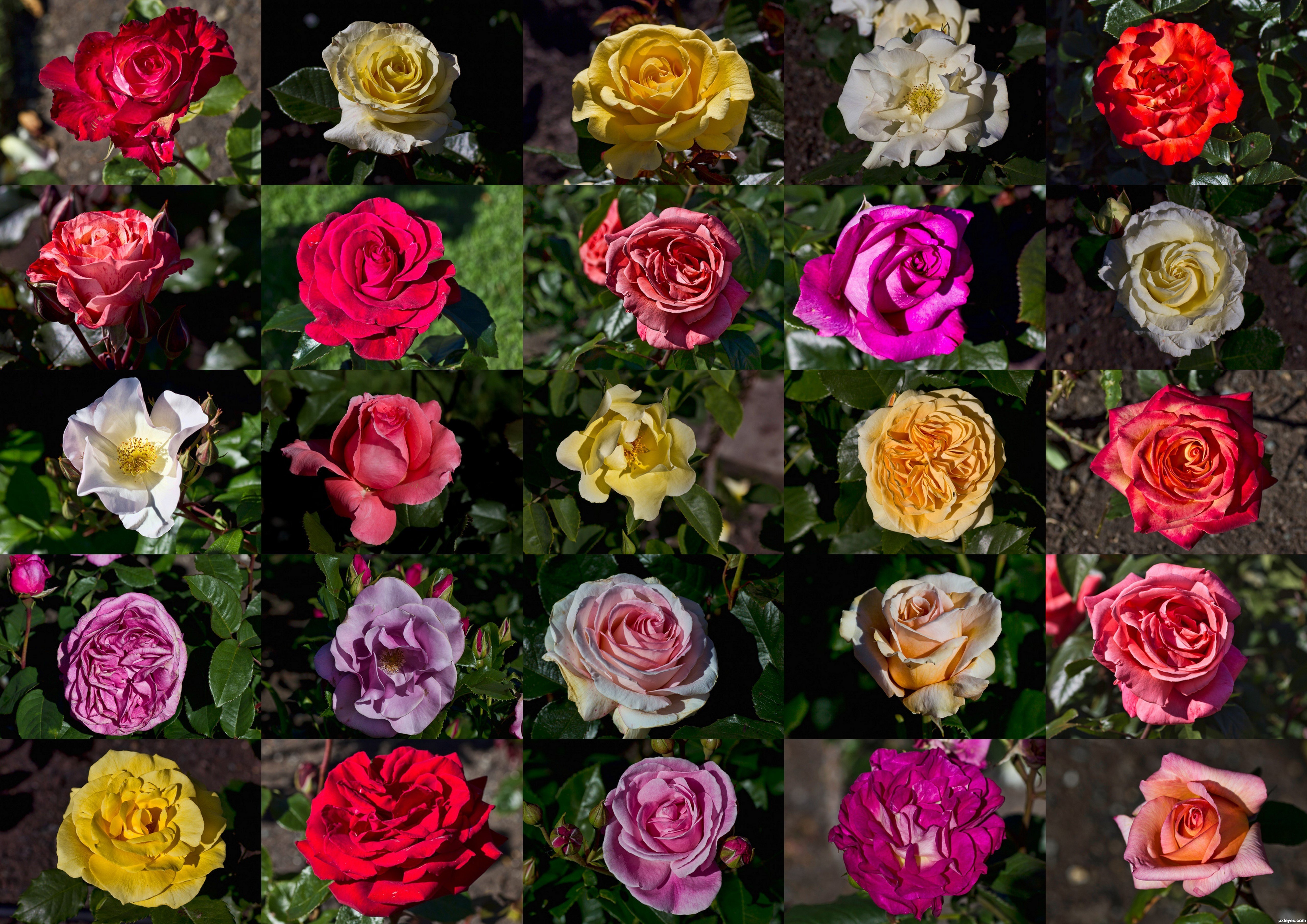 Сколько сортов роз