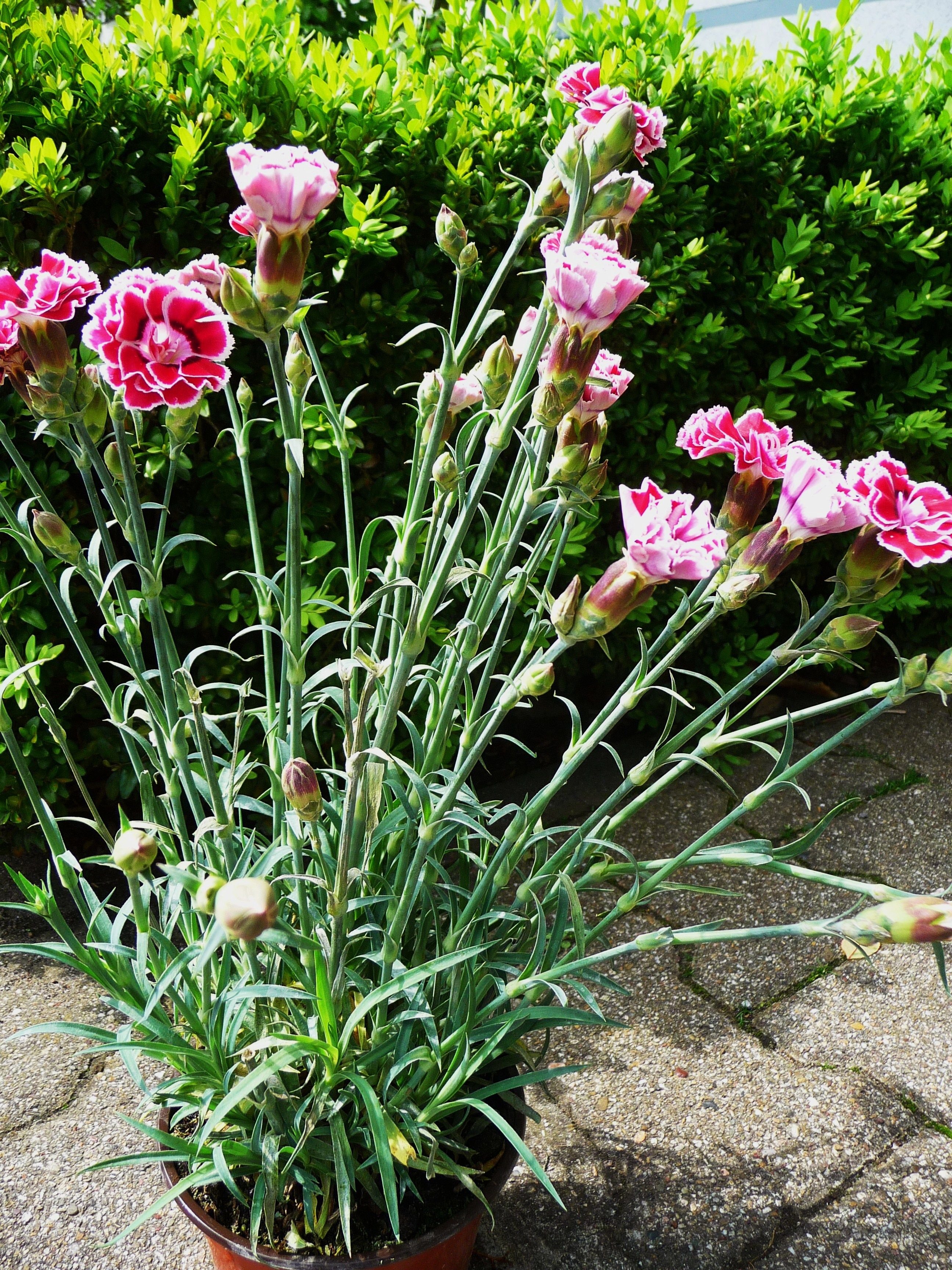 Гвоздика кустовая садовая многолетняя фото