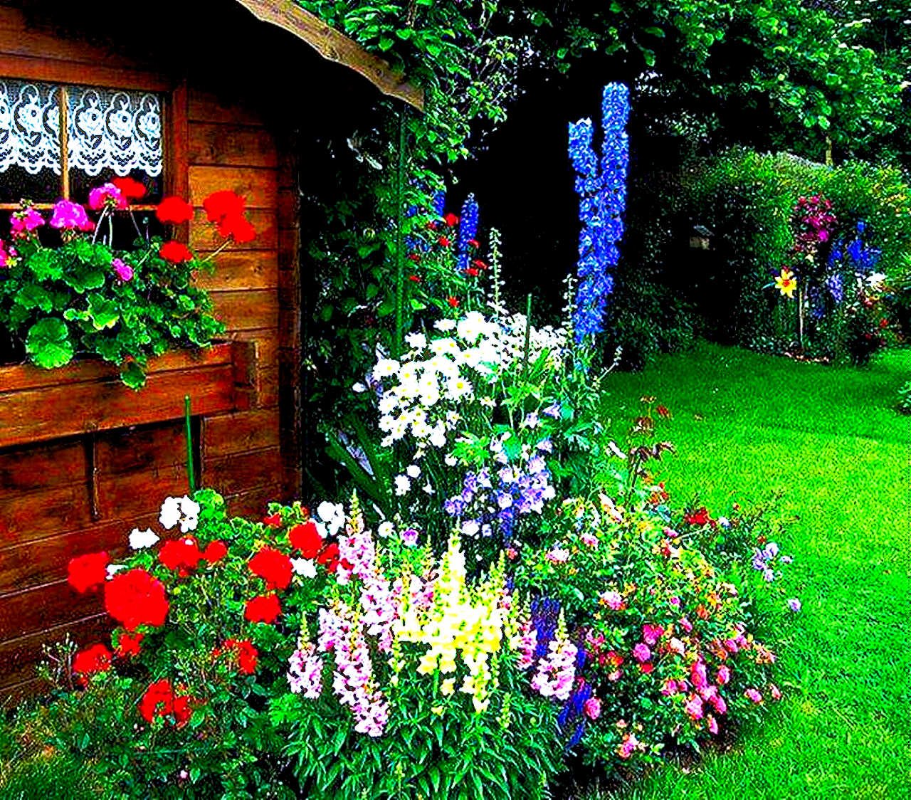 Цветы возле дома своими руками. Клумба Бабушкин палисадник. Космея Бабушкин палисадник. Красивые клумбы на даче. Красивые цветники на даче.