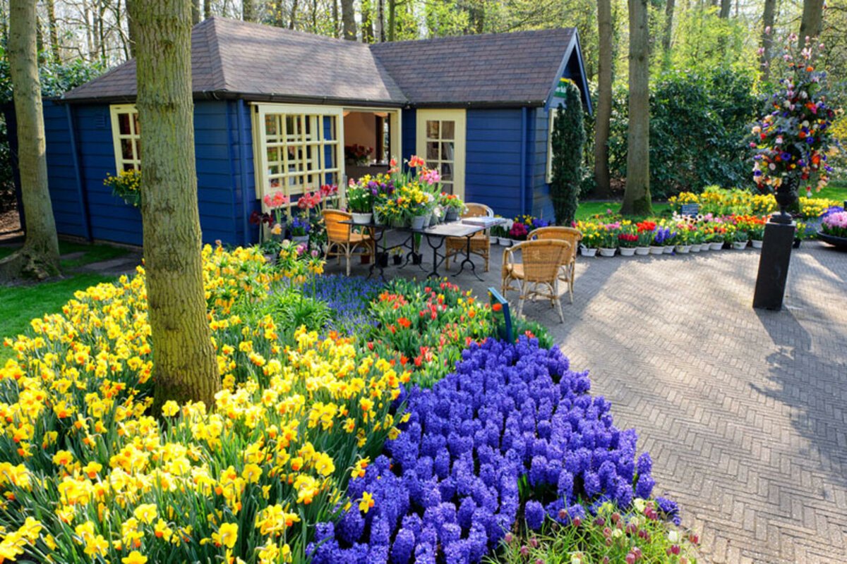 Фото клумбы с цветами возле дома. Палисадники в Голландии. Миксбордеры Кекенхоф. Первоцветы в палисаднике.. Сибирский палисадник.