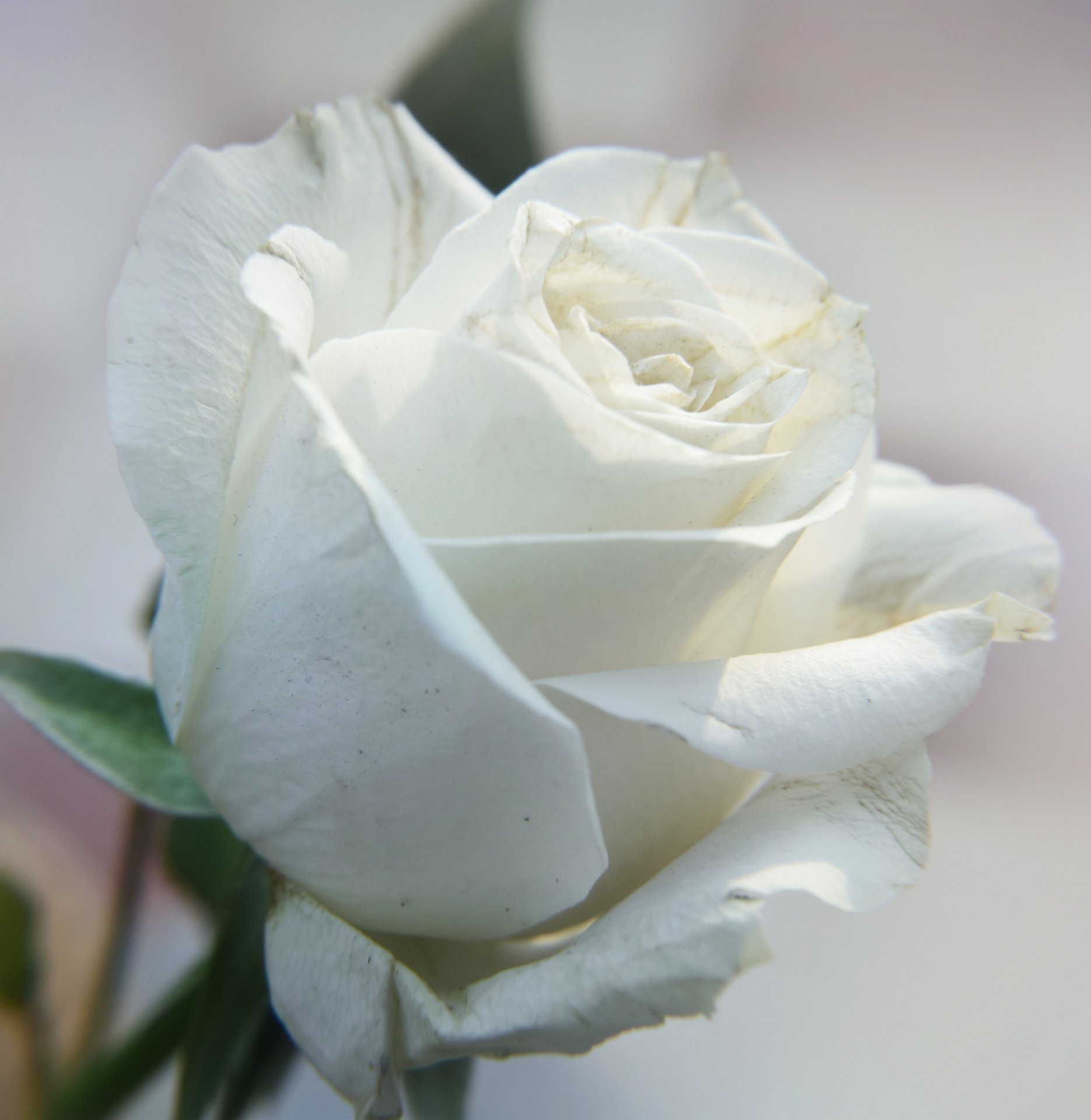 Белая фотка. Вайт Роуз. Белые розы. Белые росы. Красивые белые розы.
