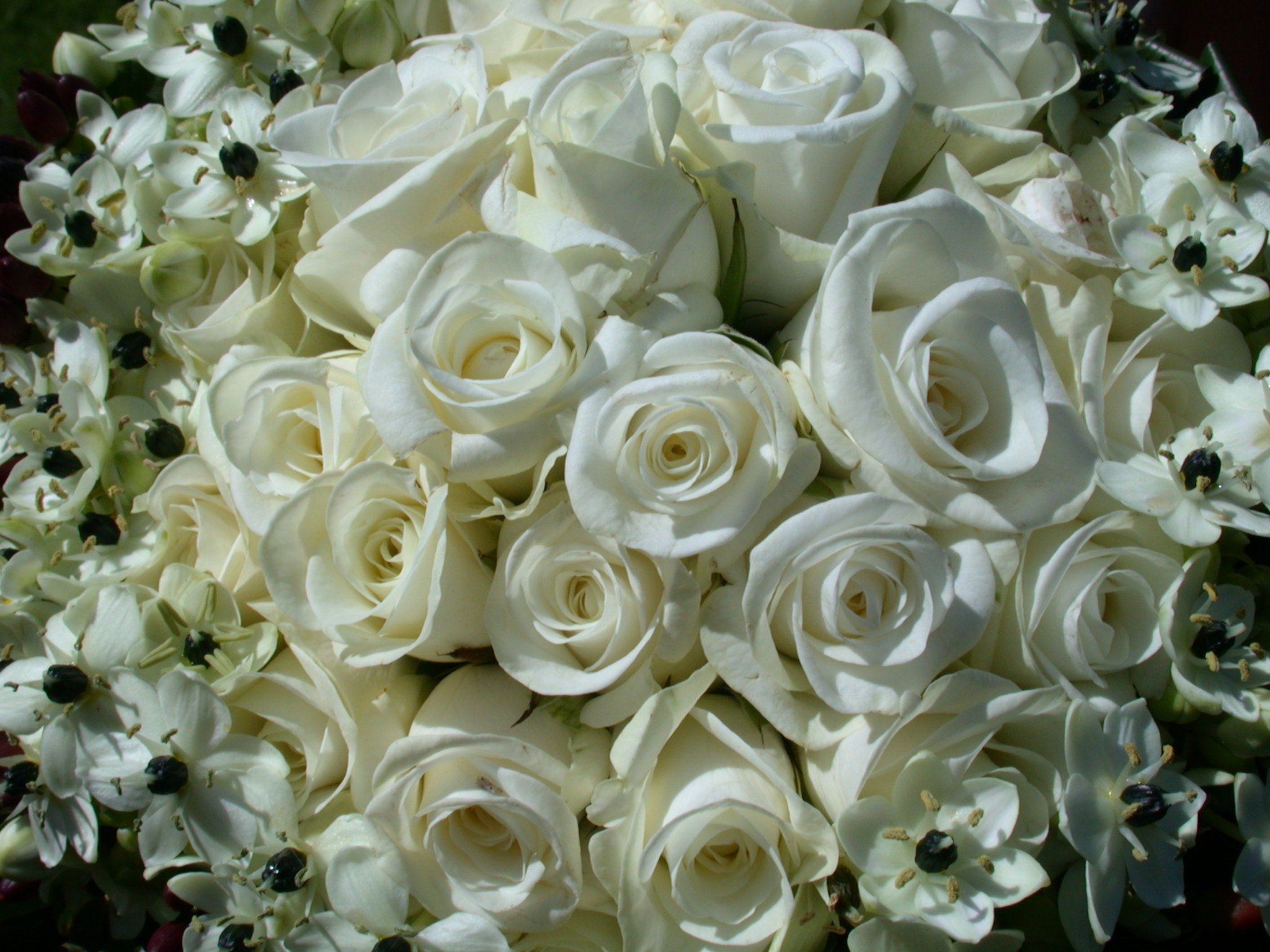Песня ах белые розы. Огромный букет белых роз. Шикарный букет белых роз.