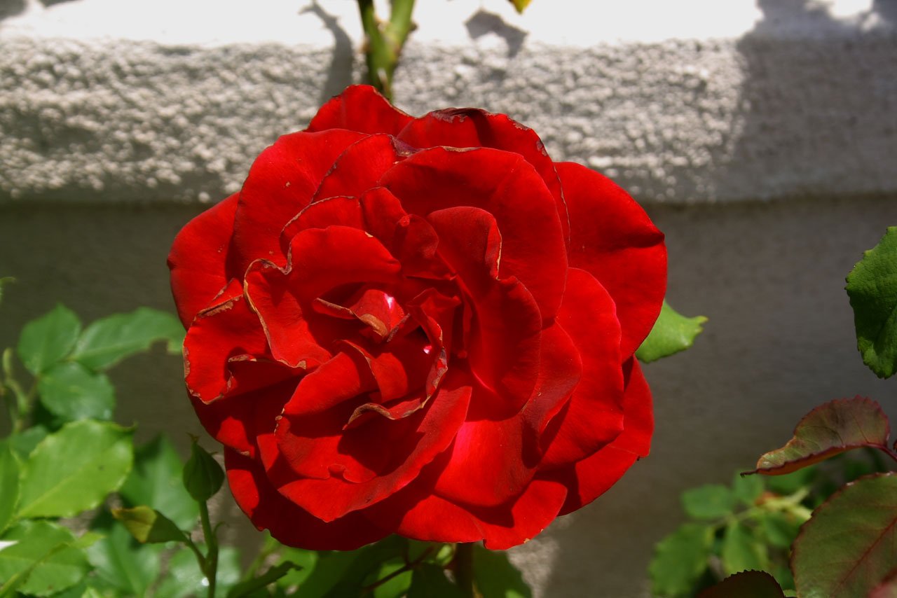 Red roselacubana