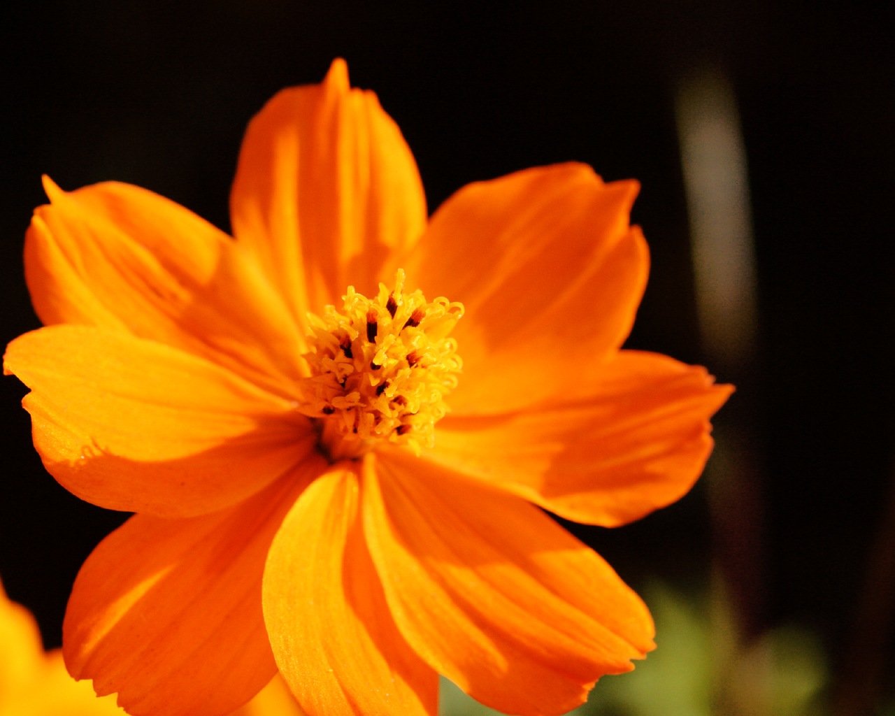 Оранжевый цветок Темин