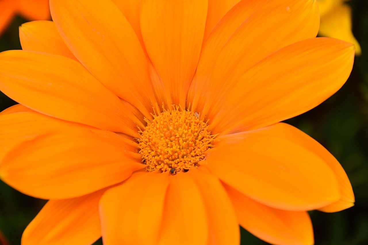Оранжевые цветочки