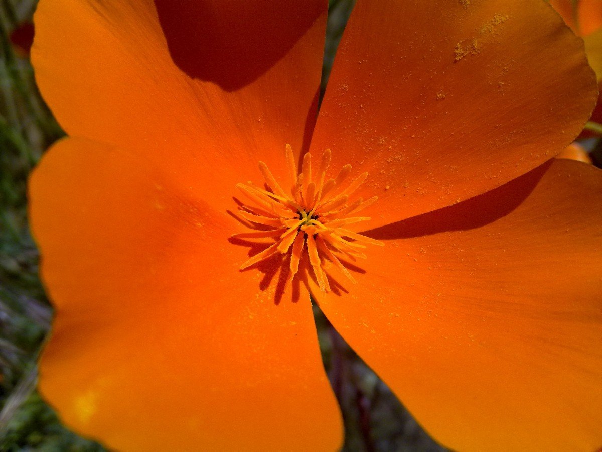 Крупный оранжевый цветок