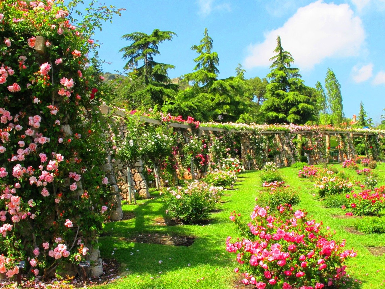В сад роз 38. «Гюлистан» - «сад роз». В Персии. Розарий в саду. Розарий в Монреальском Ботаническом саду высокое качество.