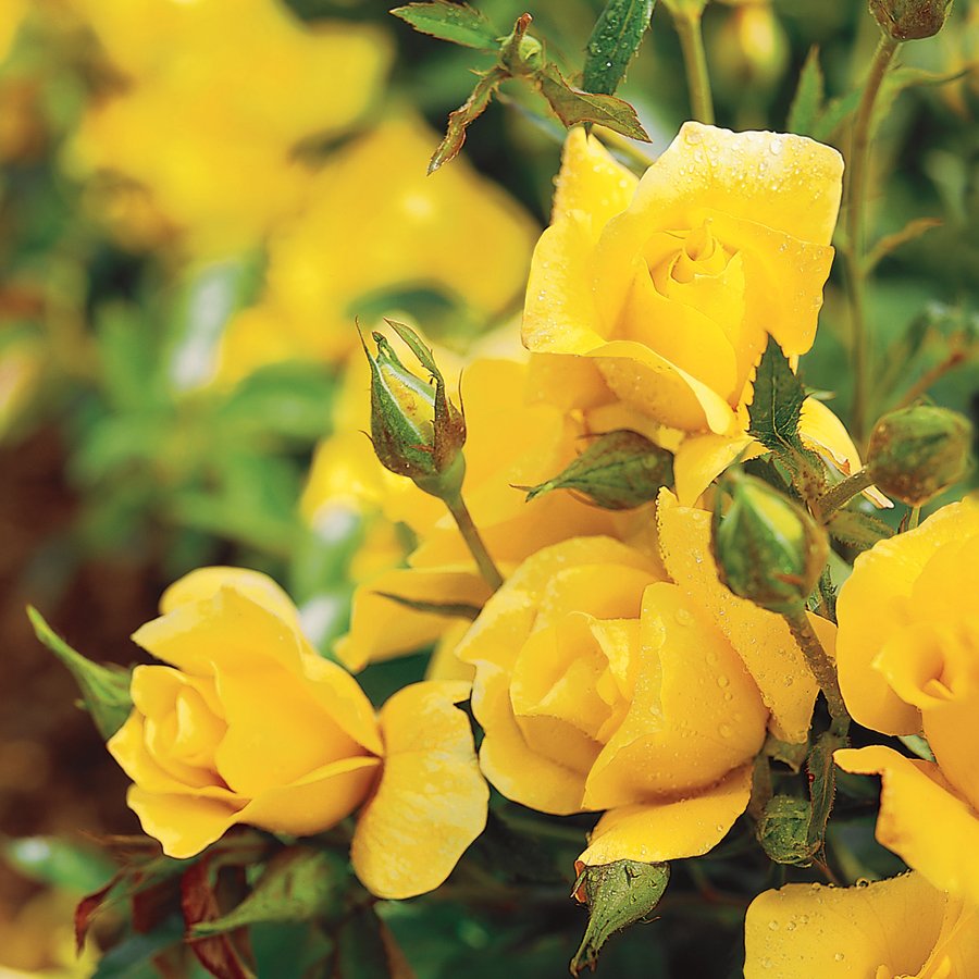 Желтые кустовые розы (62 фото) .