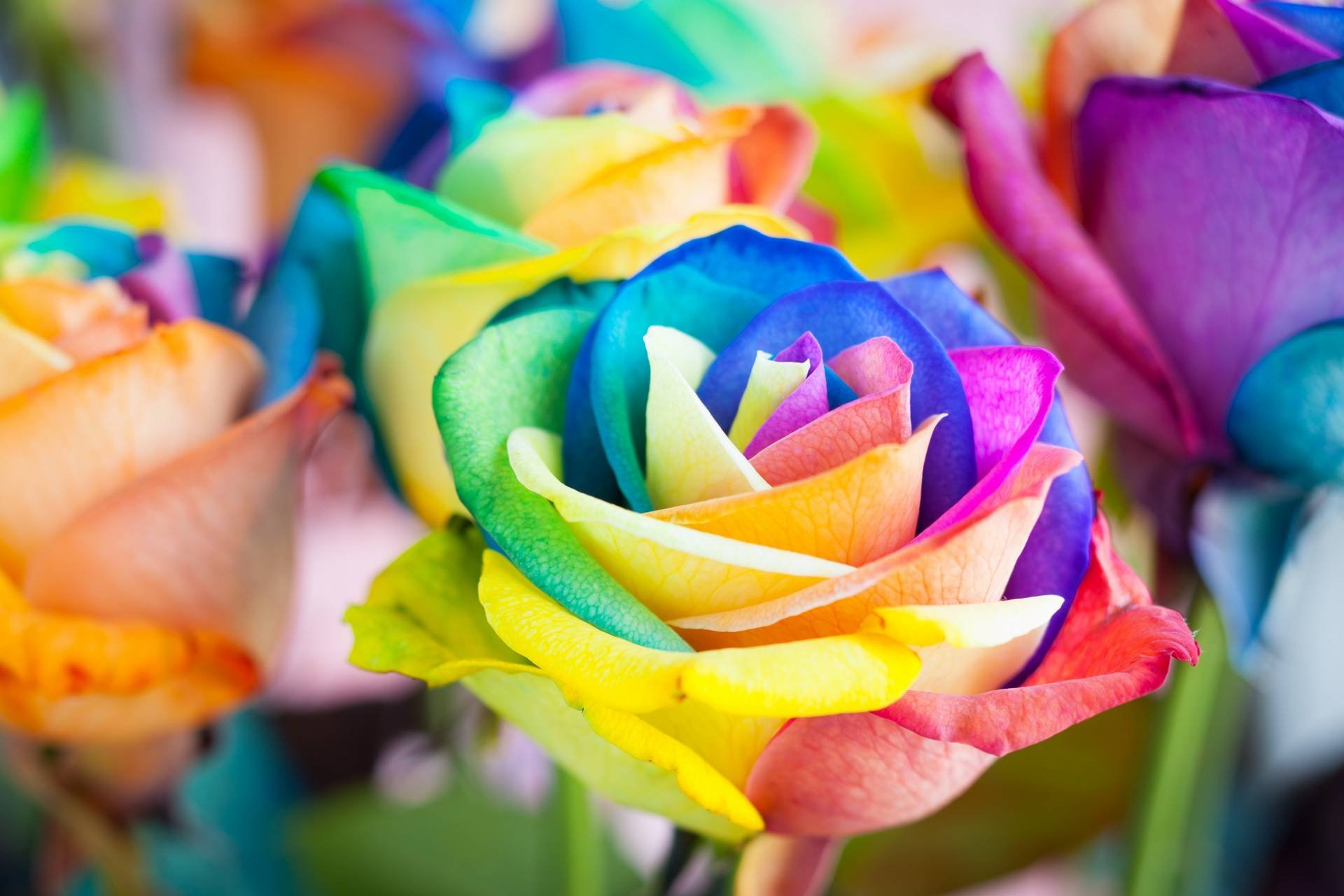 Цветной май. Разноцветные цветы. Разноцветные розы. Цветок с разноцветными лепестками.