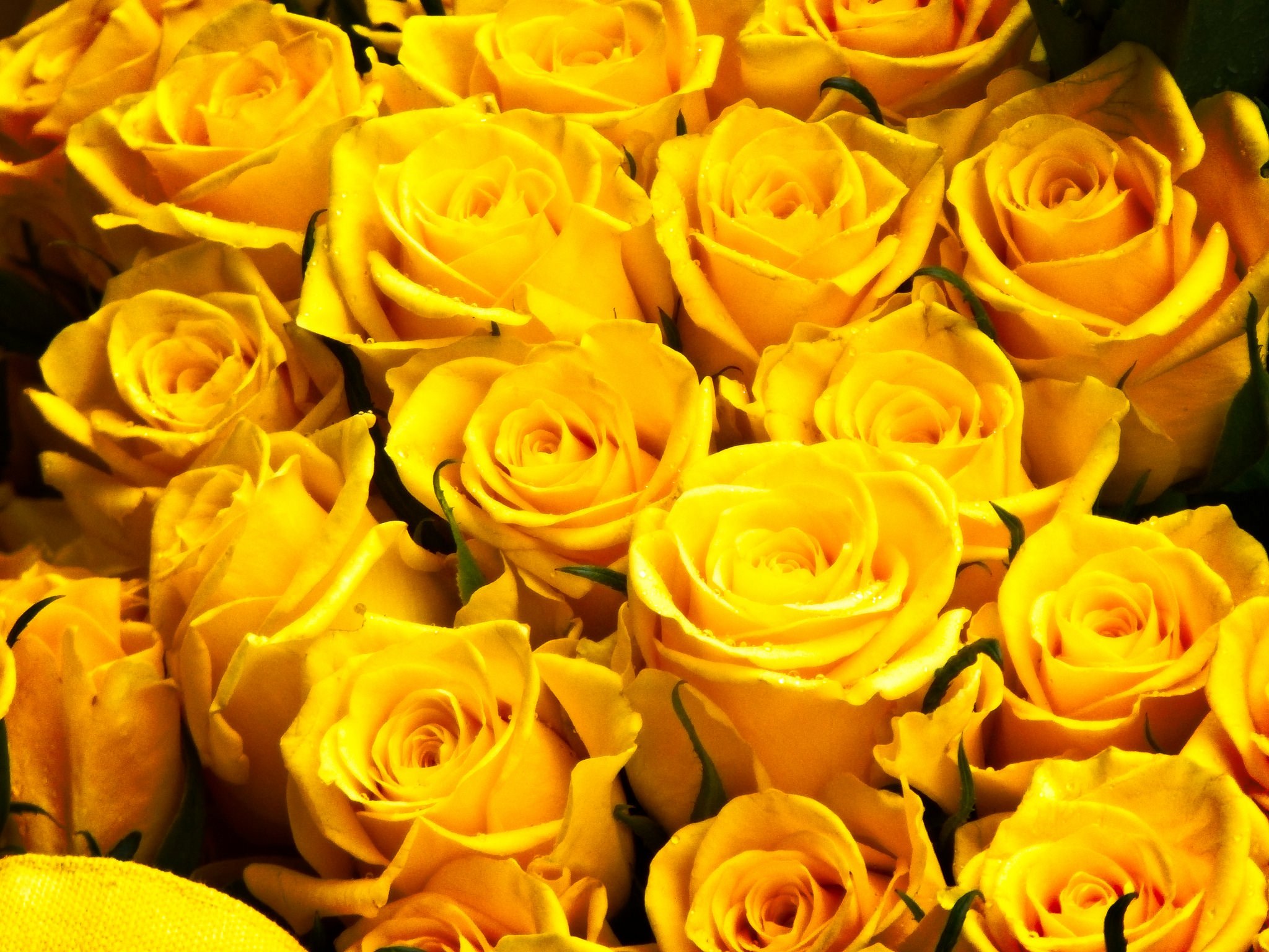Желтые розочки. Шикарный букет желтых роз.