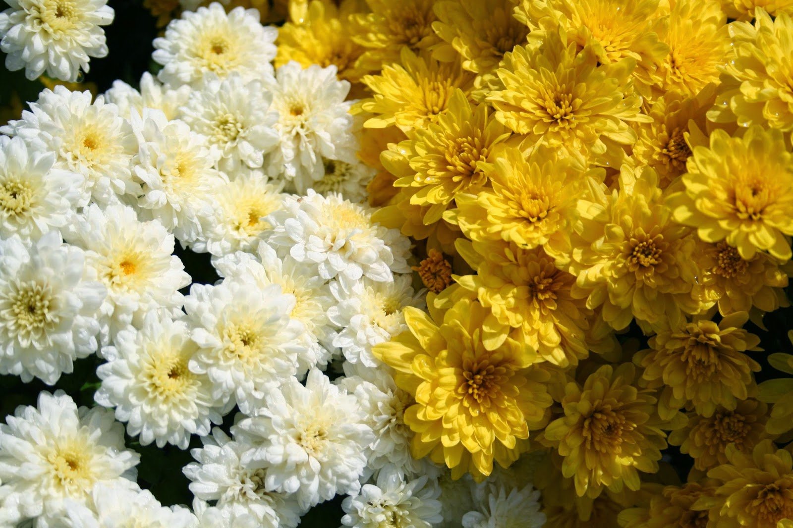 Красивые цветы хризантема. Хризантема Фуджи Сноу. Хризантема Дунетти махровая. Хризантема корейская Эверест.