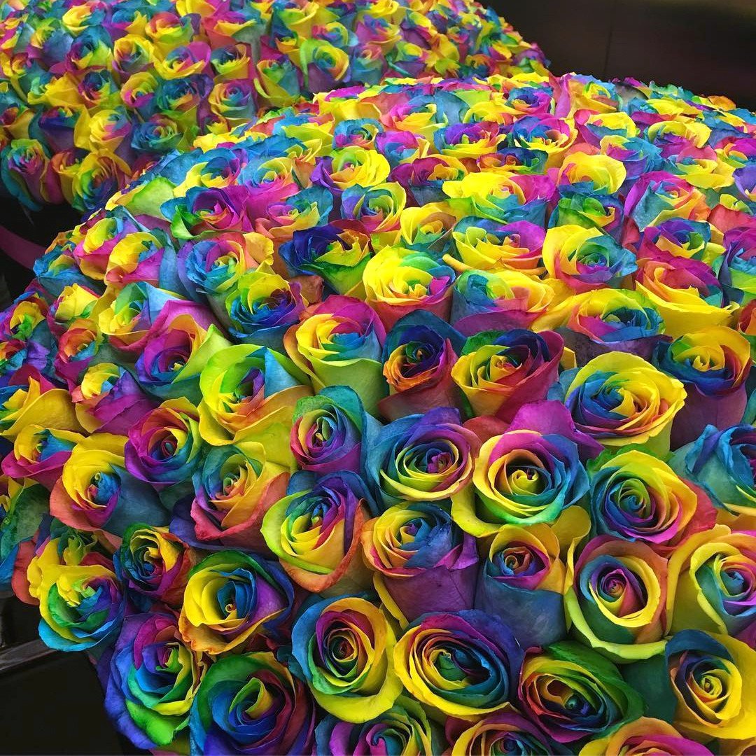 фото разноцветных цветов