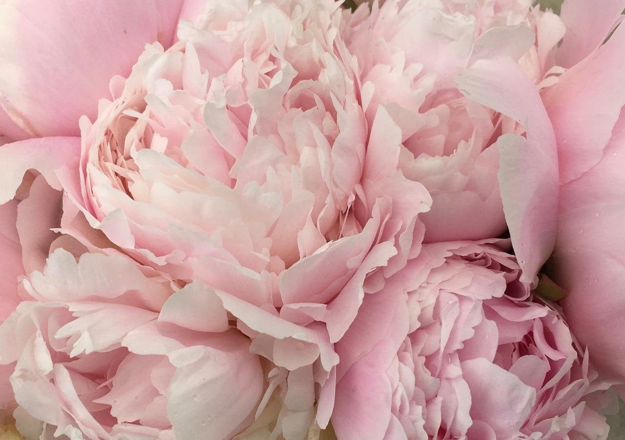 Нежно розовые пионы (48 фото) .