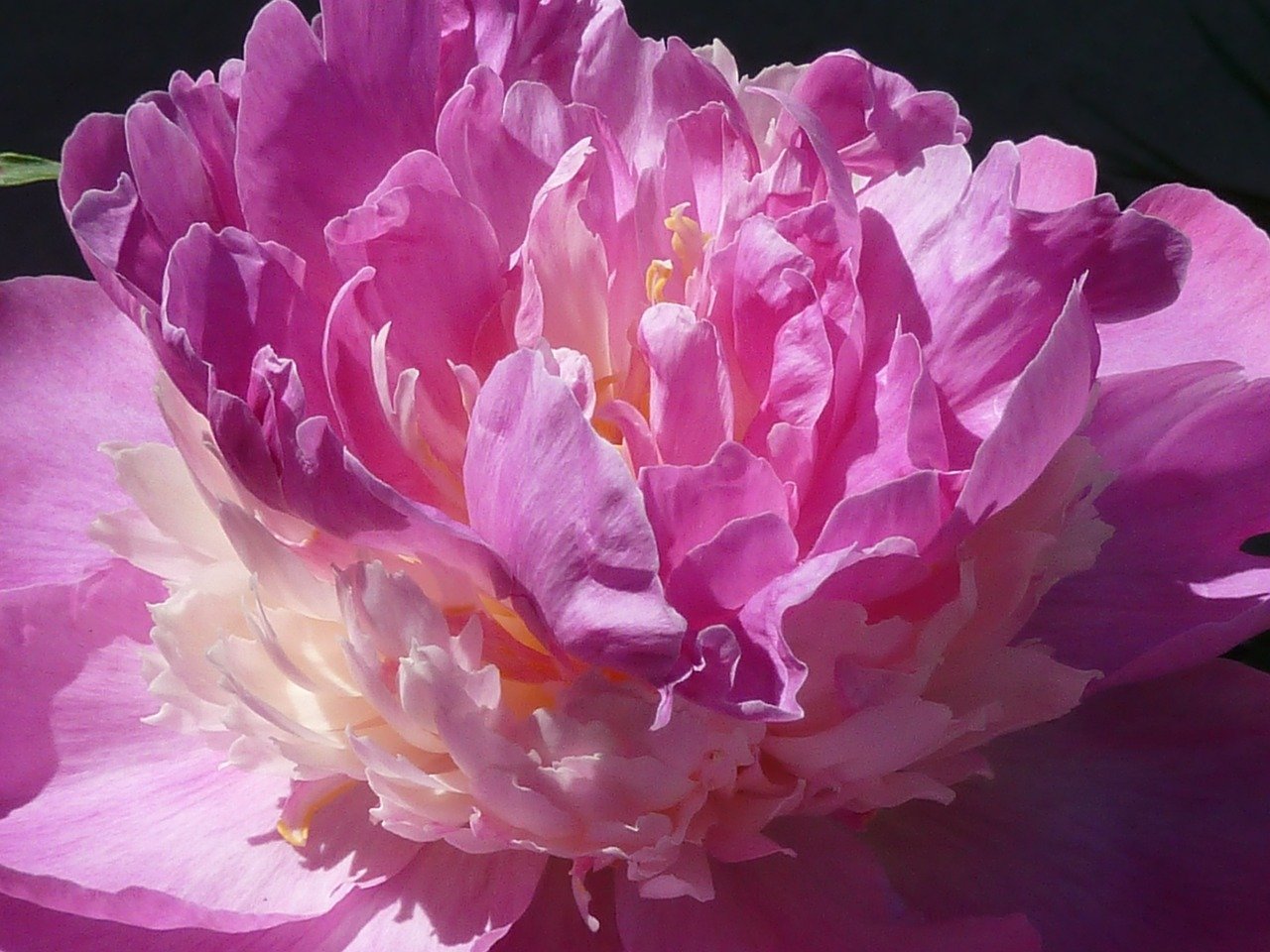 ali project peony pink download torrent
