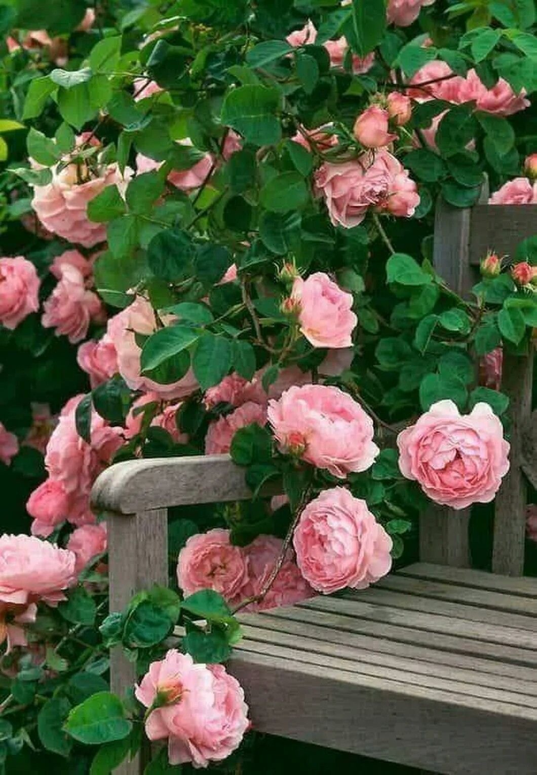 В сад роз 38. Роуз Гарден плетистая. Плетистые розы Роуз Гарден.