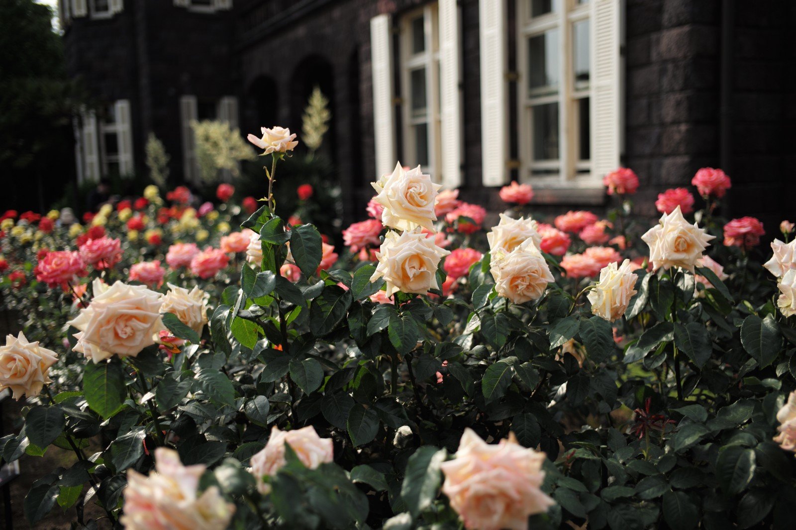 В сад роз 38. Розы кустовые Ричмонд парк.