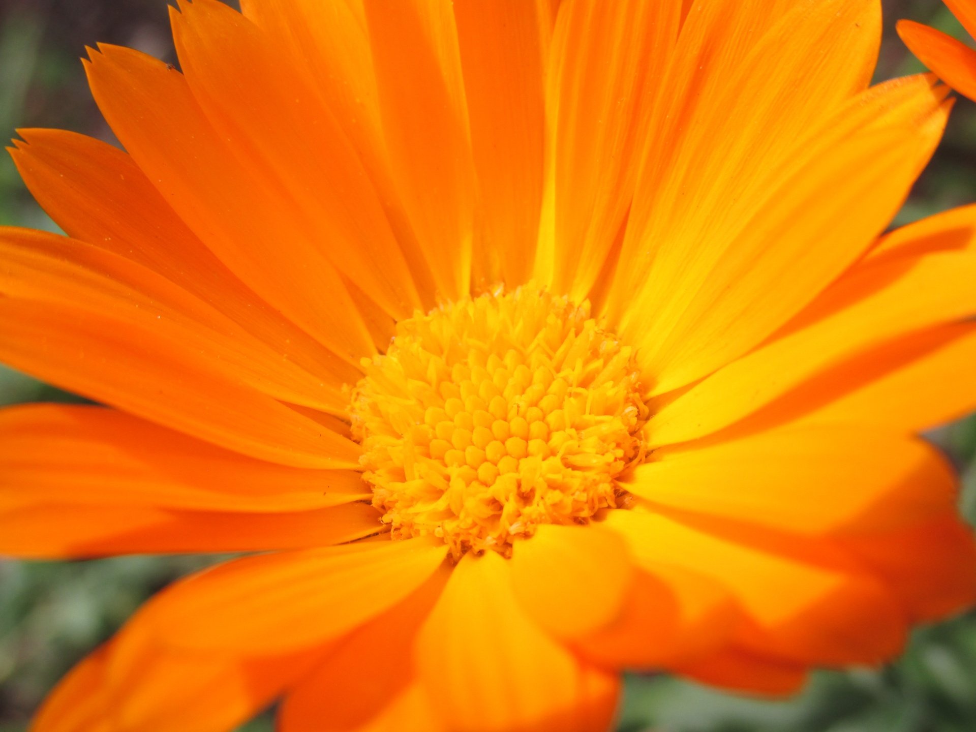 Светло оранжевые цветы